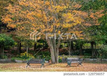 Fallen leaves on the ground and a bench Fallen leaves on the ground and a bench 120756057