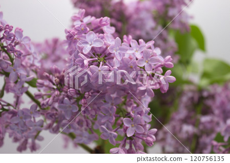 Close-up of lilac blossoms in full bloom 120756135