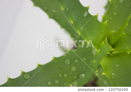 Close-up of aloe vera leaf with water droplets 120756200