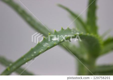 Fresh Aloe Vera Plant with Dewy Leaves 120756201