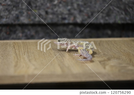 豹紋守宮的優雅魅力 120756290