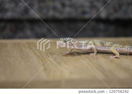 豹紋守宮的優雅魅力 120756292