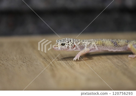 豹紋守宮的優雅魅力 120756293