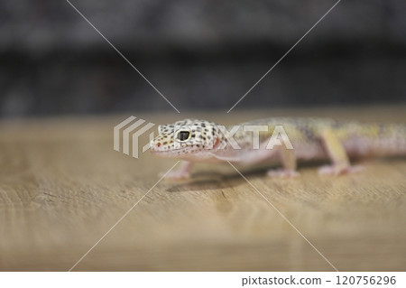 豹紋守宮的優雅魅力 120756296