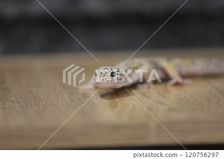 豹紋守宮的優雅魅力 120756297