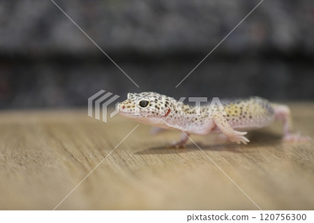 豹紋守宮的優雅魅力 120756300