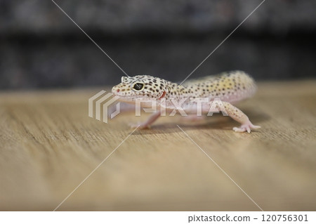 豹紋守宮的優雅魅力 120756301