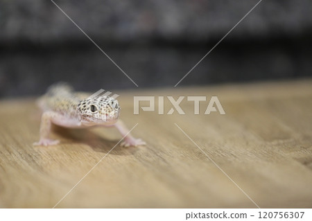 豹紋守宮的優雅魅力 120756307