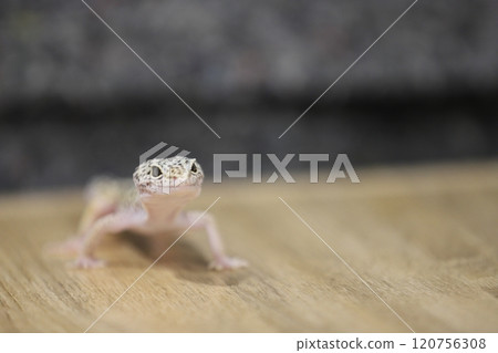 豹紋守宮的優雅魅力 120756308