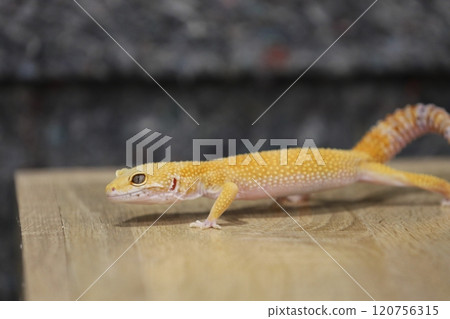 豹紋守宮的優雅魅力 120756315