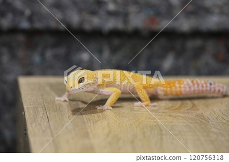 豹紋守宮的優雅魅力 120756318