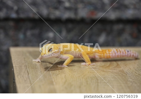 豹紋守宮的優雅魅力 120756319