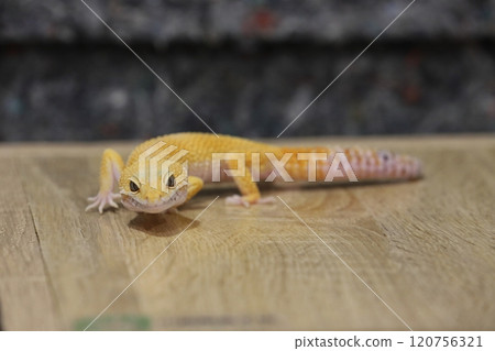 豹紋守宮的優雅魅力 120756321