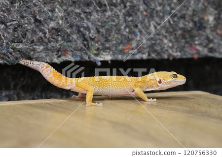 The elegance and charm of leopard print geckos 120756330
