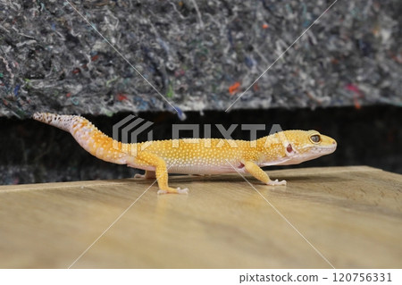 豹紋守宮的優雅魅力 120756331