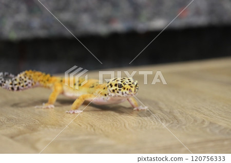 豹紋守宮的優雅魅力 120756333