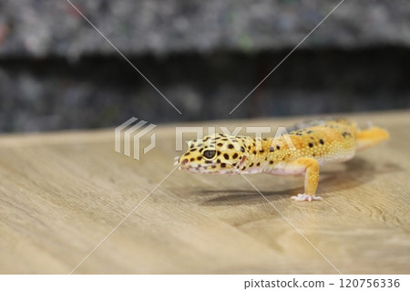 The elegance and charm of leopard print geckos 120756336