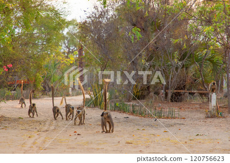 brown lemur Eulemur fulvus in Lemur Park, Madagascar 120756623