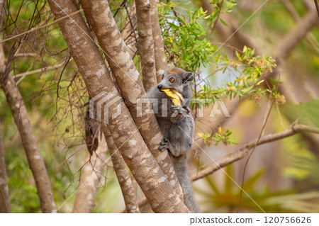 Crowned lemur in forest Madagascar nature. Crowned lemur in forest Madagascar nature. 120756626