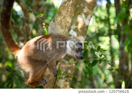 Crowned lemur Eulemur Coronatus endemic animal 120756628