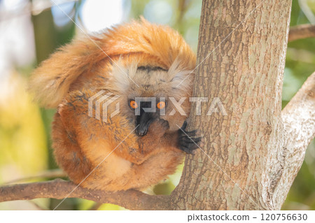 Blue eyed lemur on tree in forest Blue eyed lemur on tree in forest 120756630