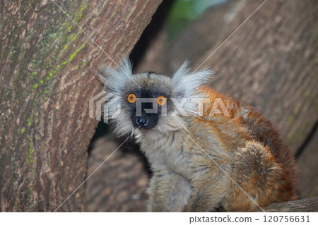 Blue eyed lemur on tree in forest 120756631