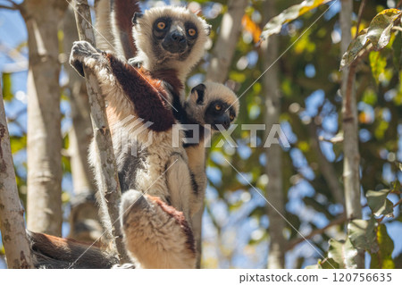 Endangered Coquerel's Sifaka Lemur Propithecus coquereli Madagascar Endangered Coquerel's Sifaka Lemur Propithecus coquereli Madagascar 120756635