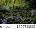 Moss, rocks and sunlight filtering through the trees 120756685