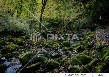 Moss, rocks and sunlight filtering through the trees Moss, rocks and sunlight filtering through the trees 120756685