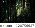 Forest Road 120756687