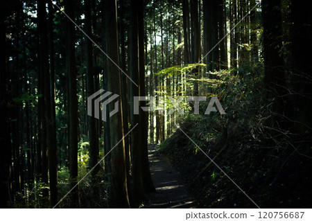 Forest Road Forest Road 120756687