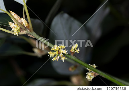 舟山新木姜 120756886