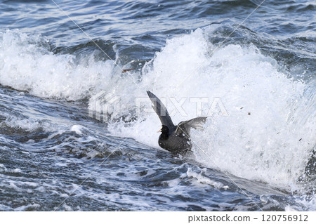 Oh van Oh van 120756912