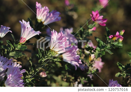 Pink spray giku flowers blooming in the autumn garden 120757016