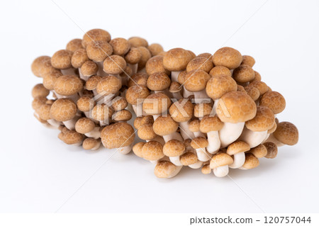 Bunashimeji 120757044