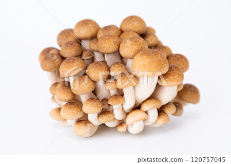 Bunashimeji 120757045