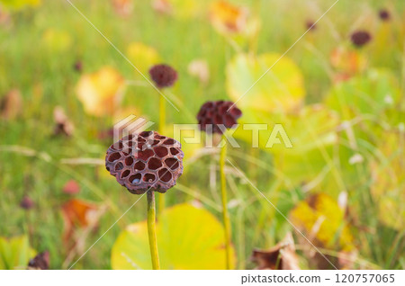 [Lotus receptacle] Beautiful, but... [Typhobia] 120757065