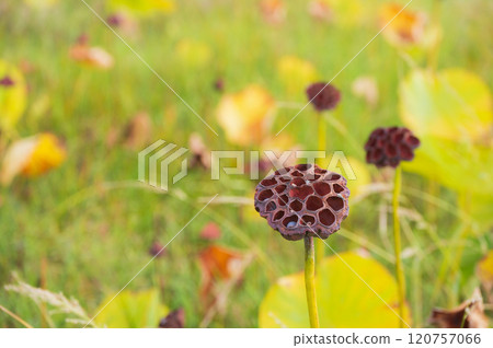 [Lotus receptacle] Beautiful, but... [Typhobia] 120757066