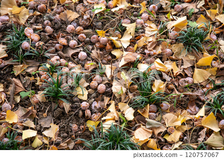 A ginkgo tree that fell on a tree-lined walkway 120757067