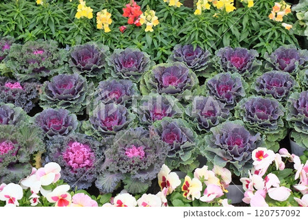 Colored snapdragon 120757092