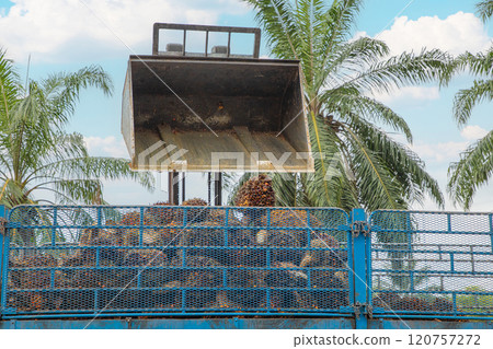 Palm oil fruit is being loaded into a large truck Palm oil fruit is being loaded into a large truck 120757272