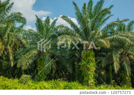 palm tree alley way along roads palm tree alley way along roads 120757273