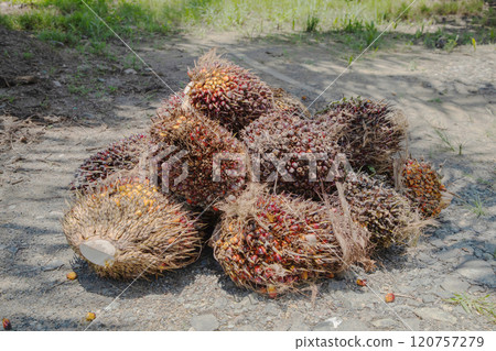 closeup of ripe palm oil fruits. closeup of ripe palm oil fruits. 120757279
