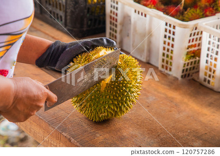 durian fruit partially opened up revealing resting inside thorny skins 120757286