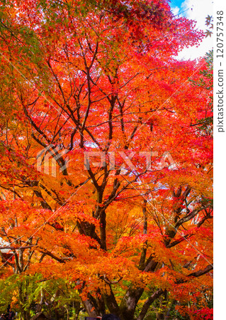 [Kyoto Scenery] Jojakkoji Temple, one of the most famous autumn foliage spots in Arashiyama 120757348
