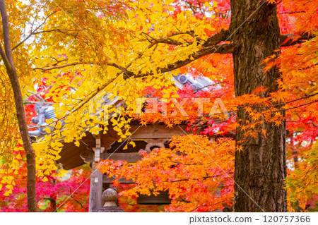 【京都風景】常寂光寺，嵐山最著名的紅葉景點之一 120757366