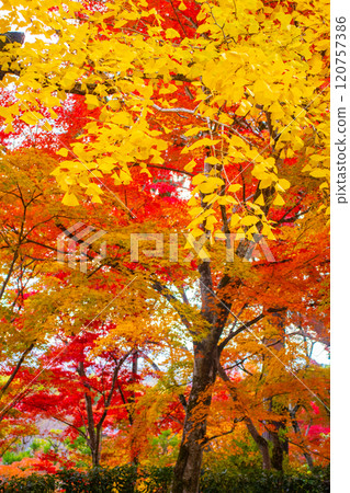 【京都風景】常寂光寺,嵐山最著名的紅葉景點之一 【京都風景】常寂光寺,嵐山最著名的紅葉景點之一 120757386