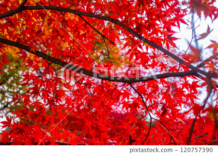 【京都風景】常寂光寺,嵐山最著名的紅葉景點之一 【京都風景】常寂光寺,嵐山最著名的紅葉景點之一 120757390