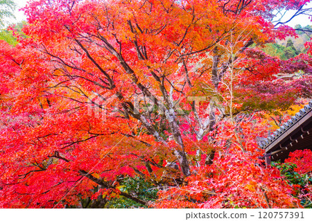 【京都風景】常寂光寺，嵐山最著名的紅葉景點之一 120757391