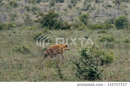 Safari in South African savannah. Red spotted hyena stands near low bushes. 120757557